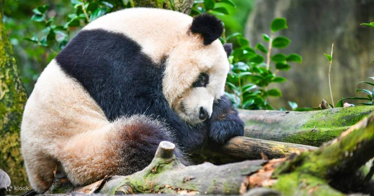 古都音様　DACキット「Night Visitor」「Panda Valley」 Dujiangyan Panda Valley - Klook United States